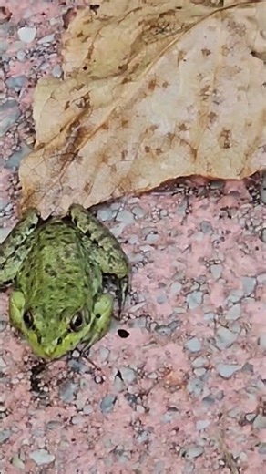Raw footage of frog 🐸
