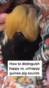 Both verbal and body languages are important for guinea pigs. Each piggy sounds a bit different #guineapig #guineapigs #cute #pets #guineapiglovers #guineapiglover #guineapiglove #guineapigbabies #GuineaPigMom #guineapigsareawesome #guineapiggy #guineapigsofinstagram #guineapigslife #guineapigsforlife #guineapigsoftheday #guineapigs101 #guineapigmoments #guineapigdaily #guineapigadventures #guineapigcage #guineapigsofinsta #guineapigsrock | Estella K. Power