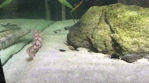 1.7K views · 79 reactions | Tiger doing morning laps, getting ready for the Tokyo 2020 games  | The Great Amazon | Facebook