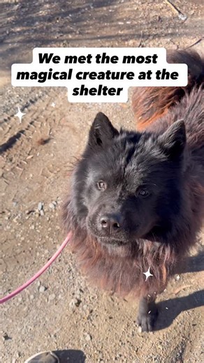 Everyone, meet our newest rescue — Sirius Black 🐺🖤 A few weeks ago this gentle soul turned up as a stray at @avenalanimalshelterfriends . He’d clearly been on his own for a while — matted & filthy … but the second we met him and he looked up at us with those big, soulful eyes, we felt it. Real magic. The kind that’s just waiting for their chance to be seen! We knew we had to get him out of there. So Sirius Black escaped the shelter and apparated straight into temporary foster with our wonderfu