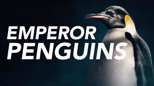 David Attenborough's Dynasties S1 • E2 - Emperor Penguins