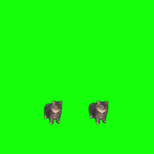 Creative Green Screen Ideas Featuring Cats