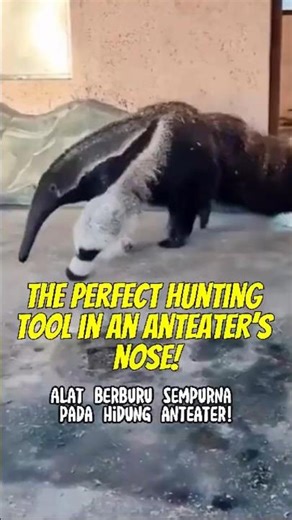 Why does the anteater have such a long snout? | #anteater #nose #ant #shorts #trending #viral #facts