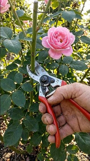 The Potato Trick That Grows GORGEOUS Rose Bushes 🌹