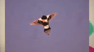 Ceca - Trepni - Текст и превод на песента