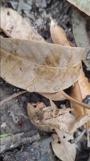 Unknown (or)Ants collect food during warmer months to build up their energy reserves for the winter
