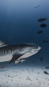 Stripes of the Deep 🦈 Ever wondered why tiger sharks have those distinctive stripes? Just like their land-based namesakes, these dark vertical markings help them camouflage in the ocean’s depths, making them discreet hunters. As they grow older, the stripes begin to fade—but their reputation as one of the ocean’s most adaptable and powerful predators remains strong. With one of the most diverse diets in the ocean, tiger sharks are known for eating just about anything—from fish and sea turtles t