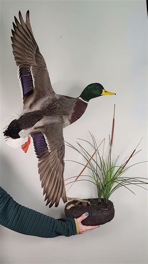 Muddy Marsh Wall Scene For Taxidermy/No Ties