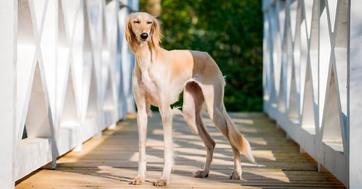 Types of Hound Dog Breeds