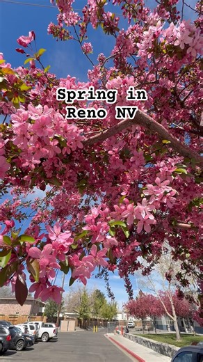 Spring in Reno, NV