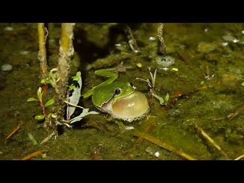 Europäischer Laubfrosch rufend (Hyla arborea)