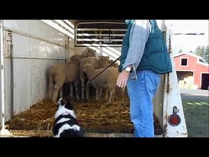 Stock Trailer -- How to Load and Unload -- Border Collie -- Herding Dog Training -- Farm Work Demo