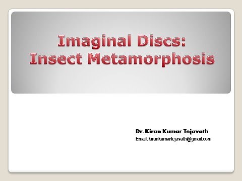 Imaginal Disc: Insect Metamorphosis