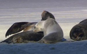 正版Windows7旗舰版系统内置的演示视频.