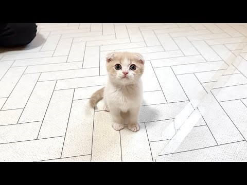 【ご報告】新しい家族をお迎えに行きました。