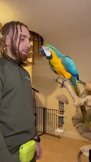 Signs Your Parrot is Sick