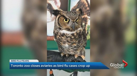 Zoo closing aviaries after bird flu detected in Southern Ontario