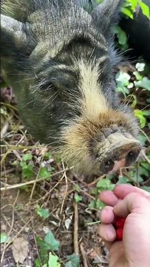 Why you should consider Juliana Mini-pigs as a pet!