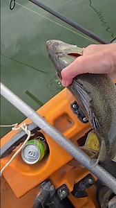 19.5 incher caught jigging