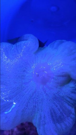 Clownfish Meets Carpet Anemone #trending #aquarium #marinelife