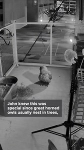 43K views · 382 reactions | A Great Horned Owl chose an unusual nesting place - a flower pot on a West Bend couple's balcony. The owl brought along her mate and laid two eggs. Read more: https://www.tmj4.com/news/local-news/the-potted-owl-great-horned-owl-nests-in-a-flower-pot-on-west-bend-couples-balcony | TMJ4 News | Facebook