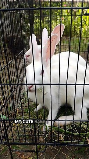 🐇 Beautiful White Rabbit with Red Eyes | Cute Bunny Eating Fresh Green Grass 🌿❤️