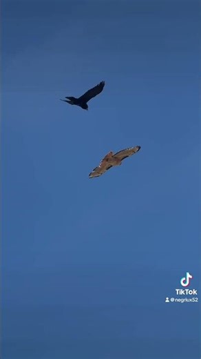 Red tailed hawk vs Raven #birds #nature #birdwatching #hawk #raven #animals