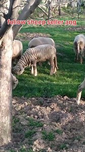 53K views · 826 reactions | 8899772623 Asalamualaikum hope all friends are fine. 10 sheep nugs are looking for new home at Zainpora Shopian Call him for more details 8899772623 #sheep #video #post Follow sheep seller ang For ADD PROMOTION CONTACT 77808 37312 Thanks to all brothers who support  ❤️   | sheep seller ang | Facebook