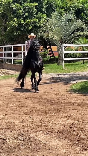 En venta caballo frizon holandes🔥. Ubicado en guadalajara jalisco Para mas información marca al 33 1604 2339