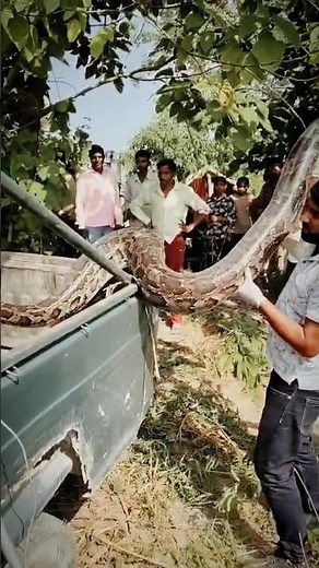Panic in Haridwar after a 17-foot-long giant python was spotted #python