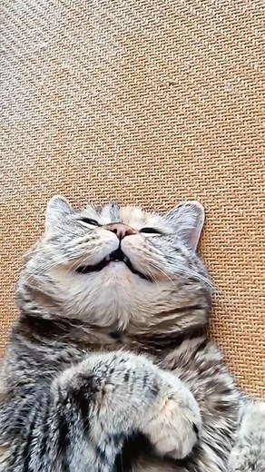Relaxed Cat #cat #fatcat | GuangDang