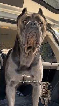 Manual do Cane corso. 😅 #cachorro #canecorso #comedia #humor #pet #shorts