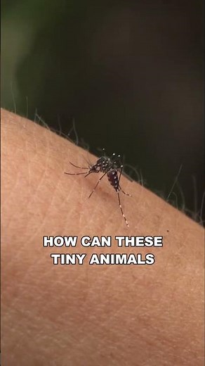 Mosquito | The Deadliest Animal On Earth