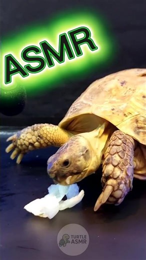 The crunchiest lettuce eater you'll ever see! 🐢🥬 Pure ASMR bliss. #asmr