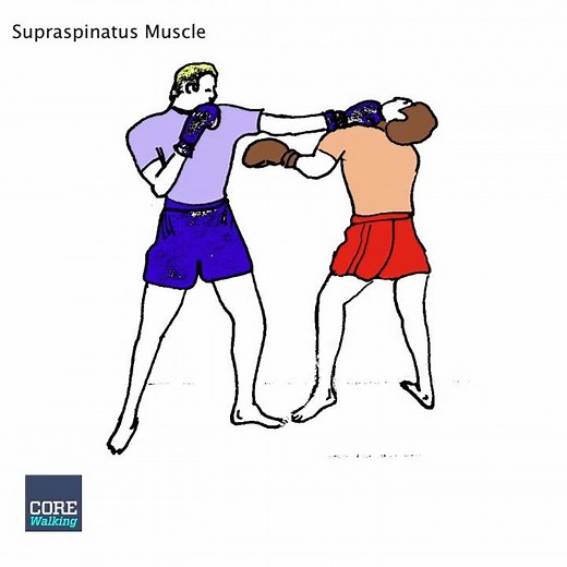 One Minute Anatomy: The Supraspinatus Muscle