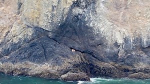23K views · 347 reactions | Check out this drone footage Erik Johannes shared with KATU yesterday of the cougar that was stranded on Haystack Rock! Full story here | https://bit.ly/3NUSwMU | KATU News | Facebook