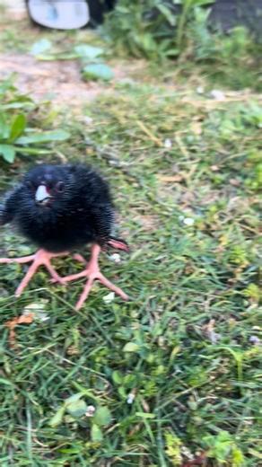 Zasha on Instagram: "Bumblebee looks gorgeous in the garden, she loves to hang out for a while and then she takes a nap #bladnation"