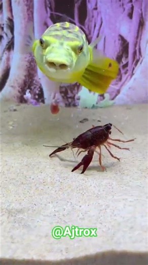 Fish Eating Crawfish Live Feeding | Aquarium Life #ajtrox #fishing #fish