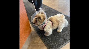 23K views · 1.5K reactions | Phoebe’s first cone experience. | Phoebe Unleashed | Facebook