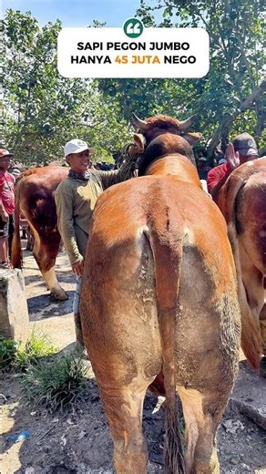 PEGON SUPER JUMBO HARGA KEMERDEKAAN 45 JUTA🔥 #review #sapi #super #jumbo #viral #show #fyp #murah