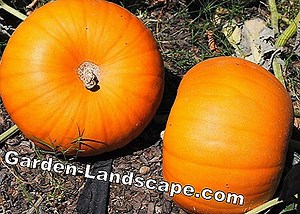 Other: Pumpkin fertilizer - so you fertilize your pumpkin plants properly | 2025