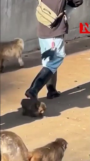 Punch The Monkey Clings To Zookeeper's Leg During Feeding Time