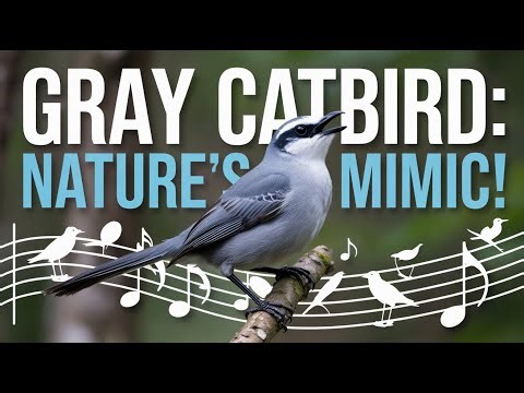 The Enigmatic Gray Catbird: Nature's Mimic