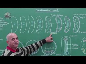 EMBRYONIC DEVELOPMENT OF INSECT