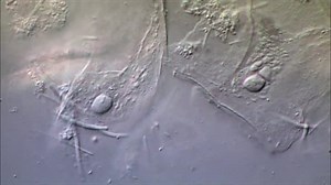 Serial Killers _ Inside The Criminal Mind