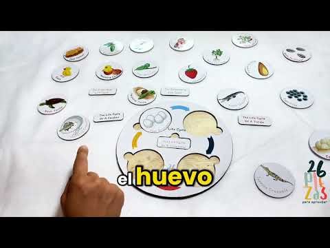 Ciclos de Vida