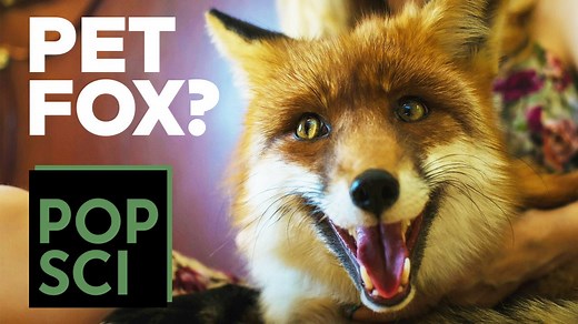 Foxes are adorable, but could you own one as a pet? | Popular Science