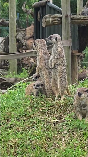 Meerkat Mob Grows with Six New Baby Meerkats at Fota