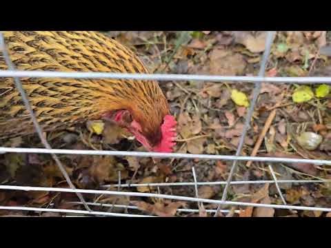 31 Week Old Welsummer Chicks Like Cooked Asparagus