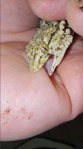 More CROCODILE gecko footage.. *AMAZING Creatures!! 🐊🦎*
